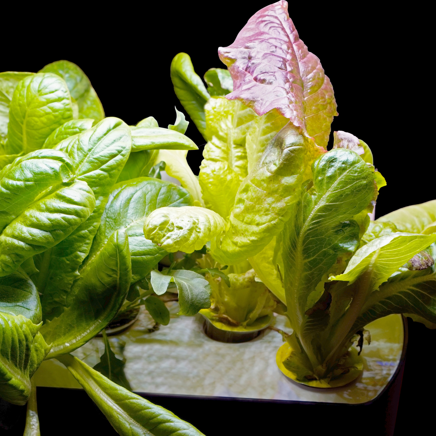 Exploring the Benefits of Hydroponic Gardening